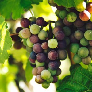 Eaque ipsa quae ab illo inventore veritatis et velit esse